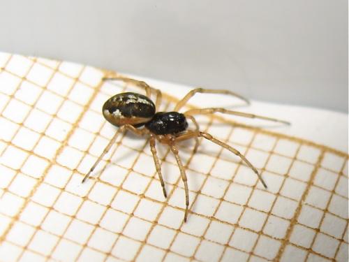 Pachygnatha degeeri