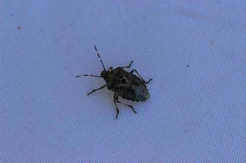 Rhaphigaster nebulosa
