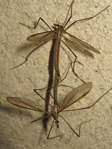 Tipula paludosa