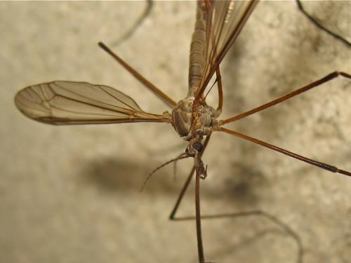 Tipula paludosa