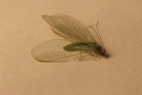 Chrysoperla sp.
