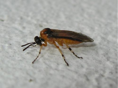Réf. 150 955 : Athalia rosae