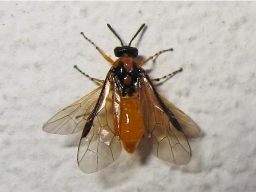 Réf. 150 957 : Athalia rosae
