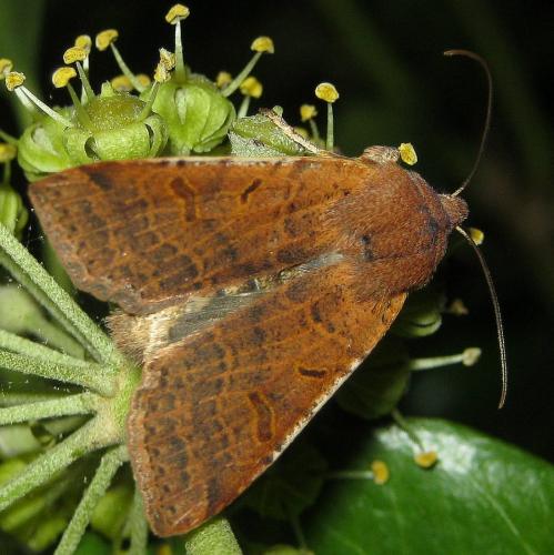 Réf. 150 318 : Agrochola lychnidis
