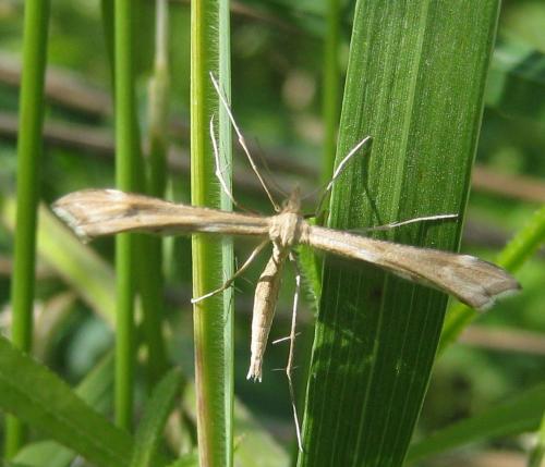 Réf. 150 718 : Gillmeria pallidactyla