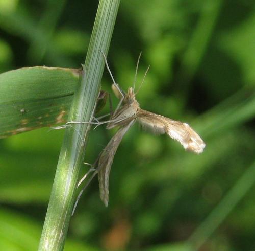 Gillmeria pallidactyla