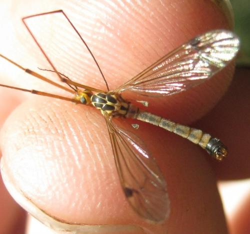 Réf. 150 714 : Nephrotoma guestfalica