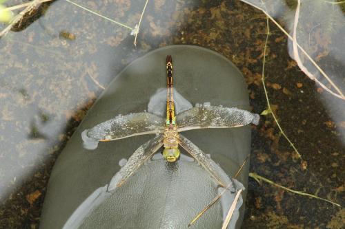 Réf. 150 985 : Anax ephippiger