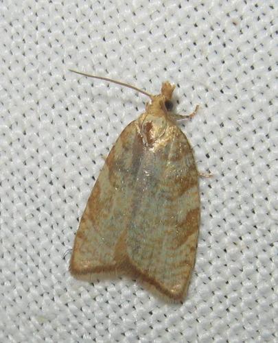Réf. 150 837 : Aleimma loeflingiana