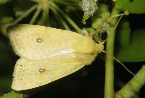 Réf. 150 526 : Xanthia icteritia