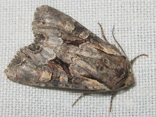 Lacanobia w-latinum