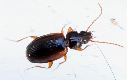 Trechus quadristriatus