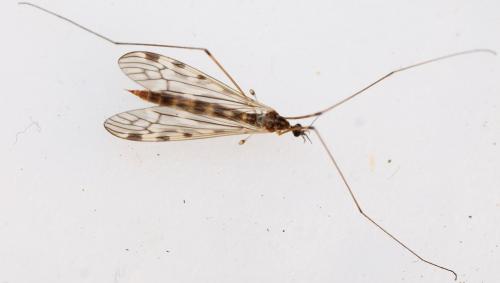 Réf. 150 561 : Limonia flavipes