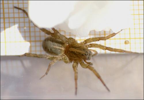 Réf. 150 830 : Trochosa ruricola