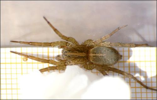 Réf. 150 828 : Trochosa ruricola