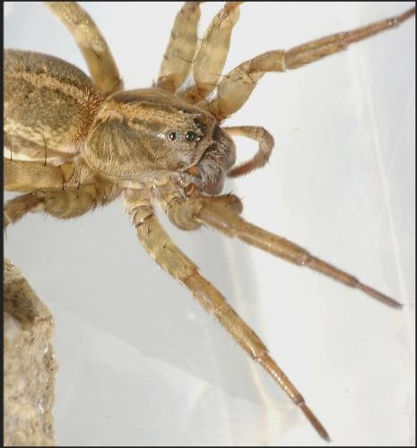 Trochosa ruricola