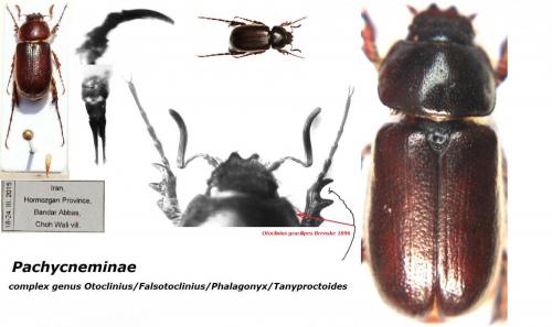 Pachydeminae