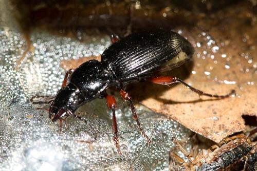Pterostichus madidus