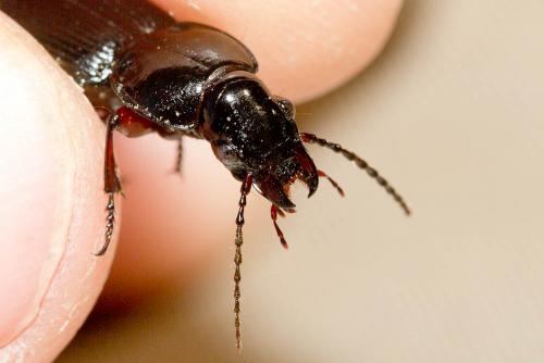 Pterostichus madidus