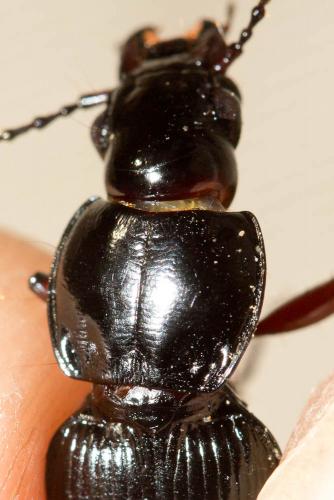 Réf. 150 432 : Pterostichus madidus