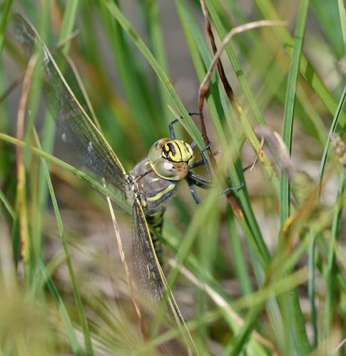 Réf. 150 125 : Aeshna juncea