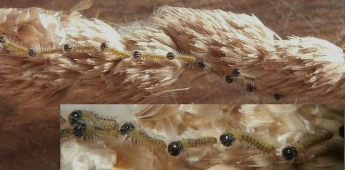Thaumetopoea pityocampa