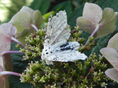 Cerura erminea