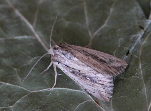 Réf. 150 547 : Leucania putrescens