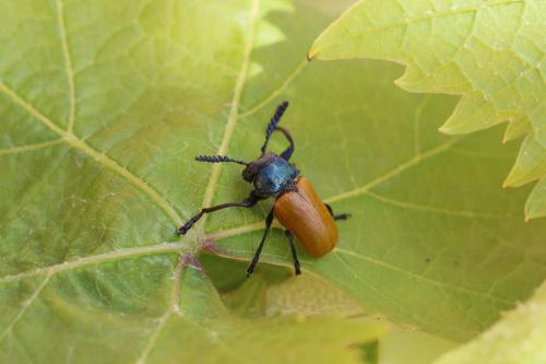 Réf. 150 770 : Labidostomis taxicornis