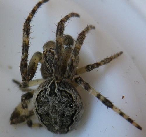 Réf. 150 446 : Larinioides sclopetarius