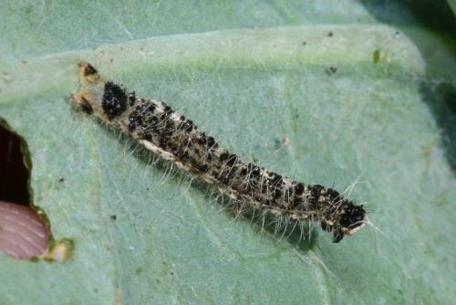 Réf. 150 068 : Pieris brassicae