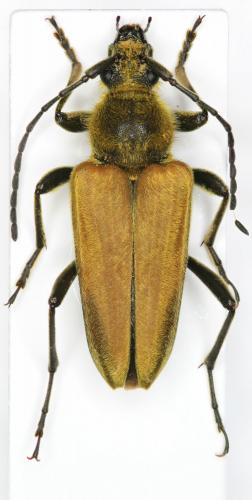 Réf. 150 539 : Cosmosalia chrysocoma