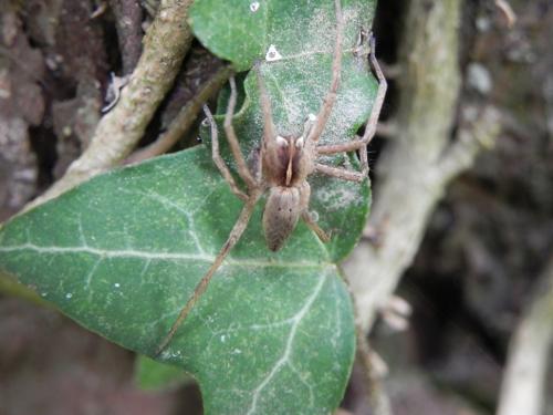 Pisaura mirabilis