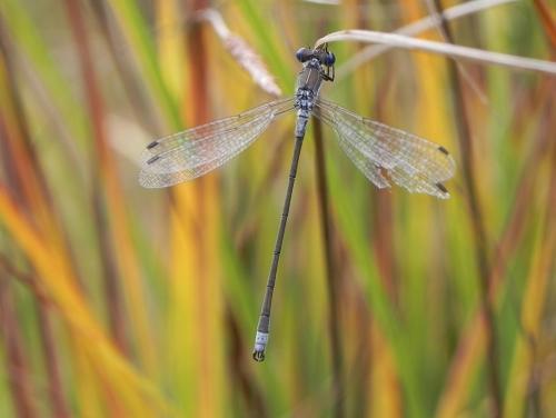 Lestes sponsa