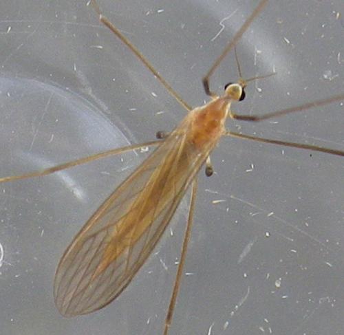 Réf. 150 278 : Erioptera lutea
