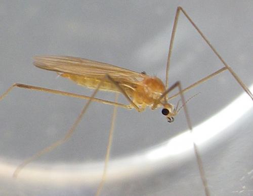 Erioptera lutea