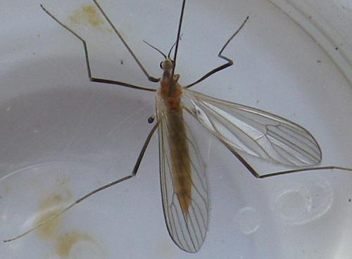 Erioptera lutea