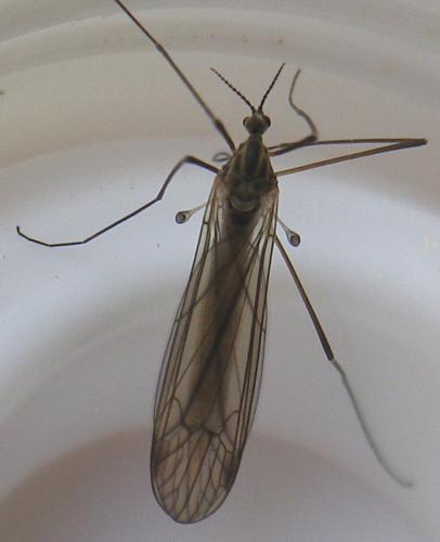 Dicranota sp.