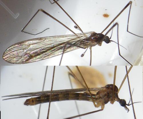 Réf. 150 234 : Limonia macrostigma