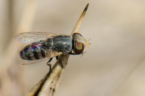 Réf. 150 343 : Apodacra dispar
