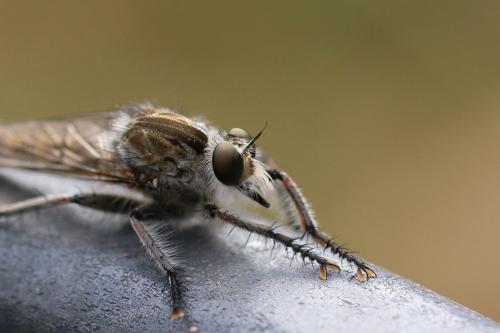Réf. 150 152 : Machimus fimbriatus