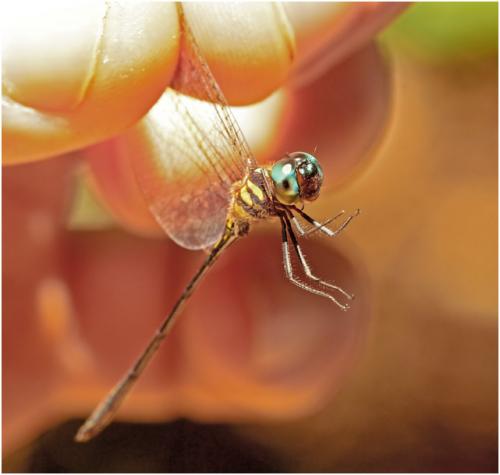 Réf. 150 733 : Macrothemis extensa