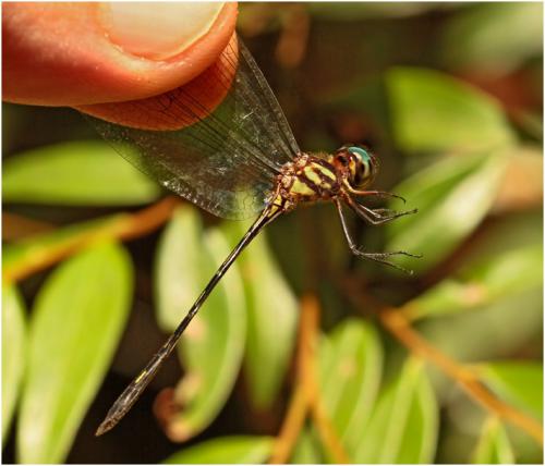 Réf. 150 734 : Macrothemis extensa