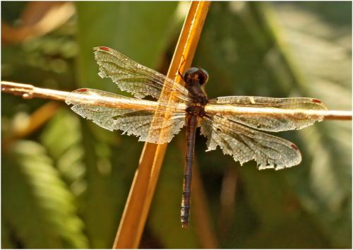 Réf. 150 851 : Macrothemis imitans