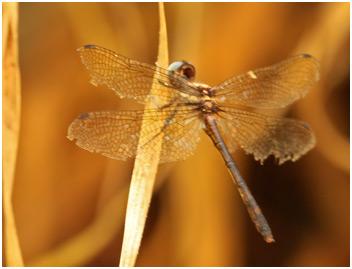 Réf. 150 852 : Macrothemis imitans