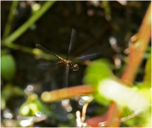 Macrothemis musiva