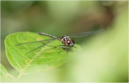 Macrothemis tenuis