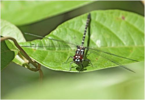 Macrothemis tenuis
