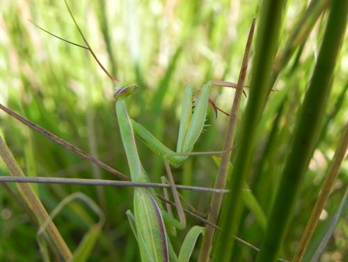 Réf. 150 136 : Mantis religiosa