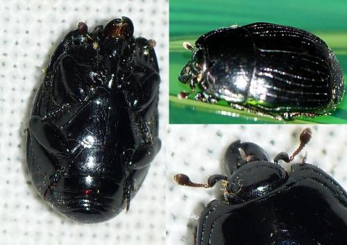 Réf. 150 079 : Margarinotus merdarius